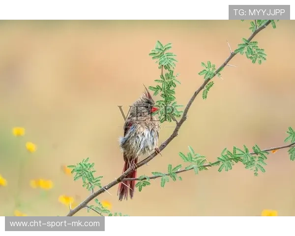 红雀进攻问题持续，主帅称需尽快调整，红雀到底说的是什么