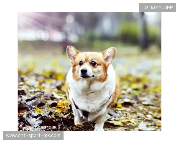 赛场外：运动员的“萌宠加油”趣味合集